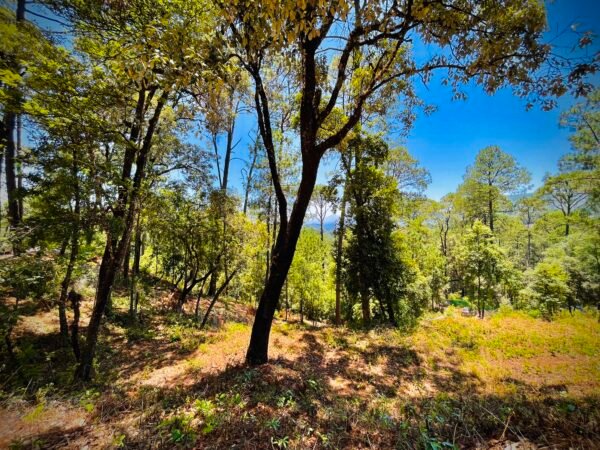 Vista al bosque Avándaro (2,888m2)