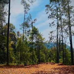 Reserva: La Gran Cascada (40 ha)