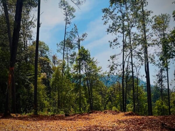 Reserva: La Gran Cascada (40 ha)